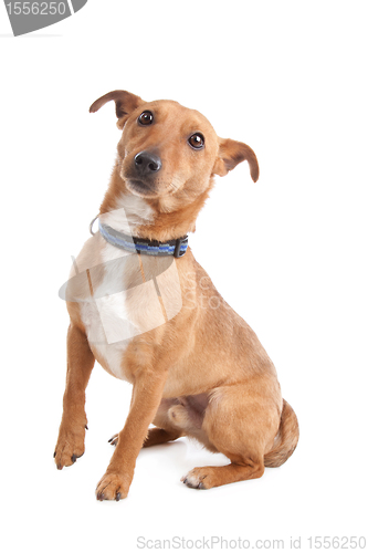 Image of mixed breed dog