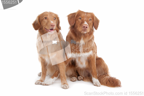 Image of two Nova Scotia Duck Tolling Retriever dogs