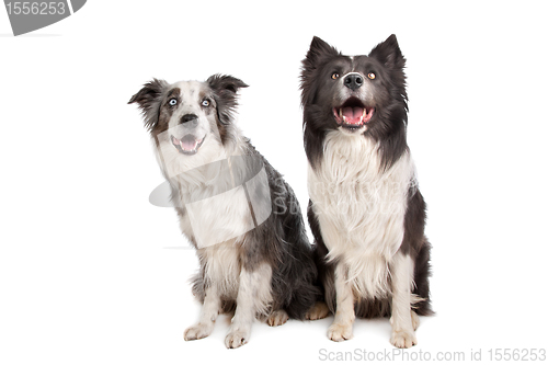 Image of Border Collie and Australian Shepherd