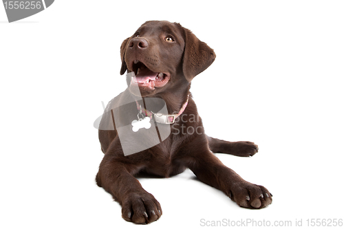 Image of Chocolate Labrador