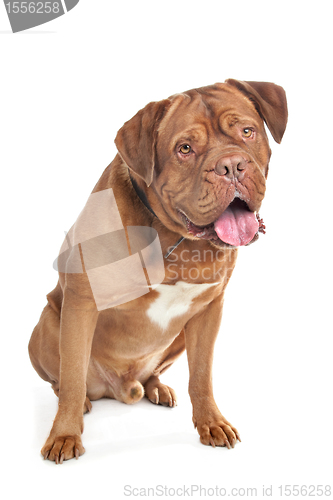 Image of Dogue de Bordeaux