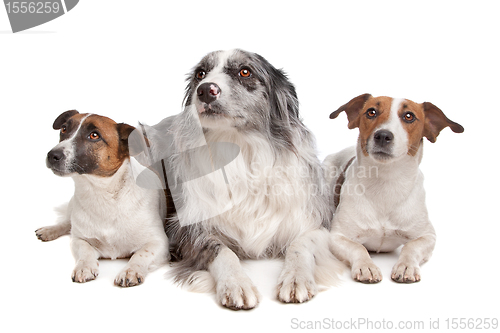 Image of Two Jack Russel Terrier dogs and a Border collie