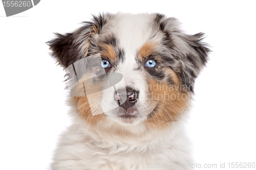 Image of Australian Shepherd