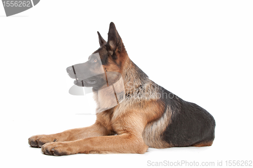 Image of German shepherd