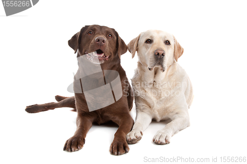 Image of Yellow and chocolate Labrador
