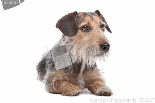 Image of mixed breed dog