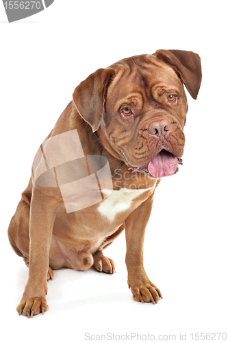 Image of Dogue de Bordeaux