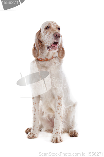 Image of English Setter