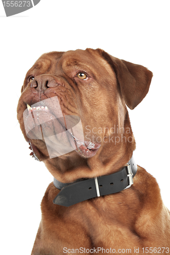 Image of Dogue de Bordeaux