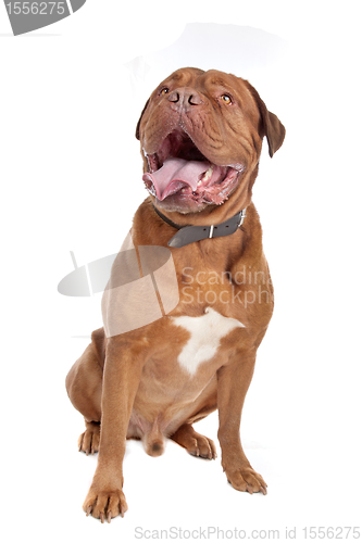 Image of Dogue de Bordeaux