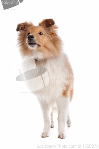 Image of Shetland sheepdog