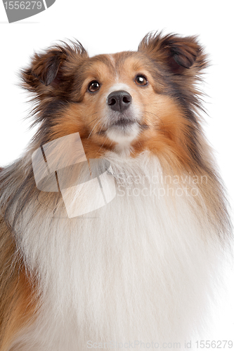 Image of Shetland sheepdog