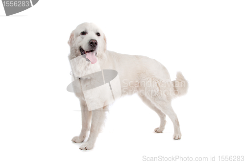 Image of Polish Tatra Sheepdog