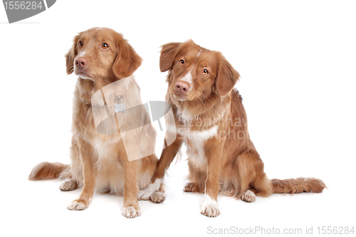 Image of two Nova Scotia Duck Tolling Retriever dogs