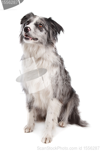 Image of Border Collie