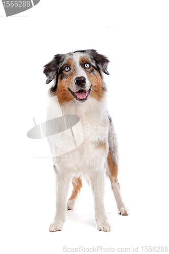 Image of Australian Shepherd