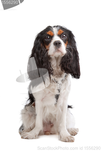 Image of Cavalier King Charles Spaniel