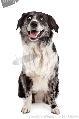 Image of Australian Shepherd