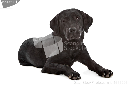 Image of Black Labrador