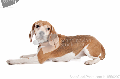 Image of Beagle
