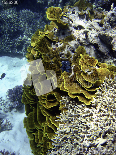 Image of Underwater Scene of Great Barrier Reef