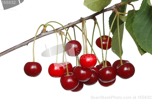 Image of Cherries