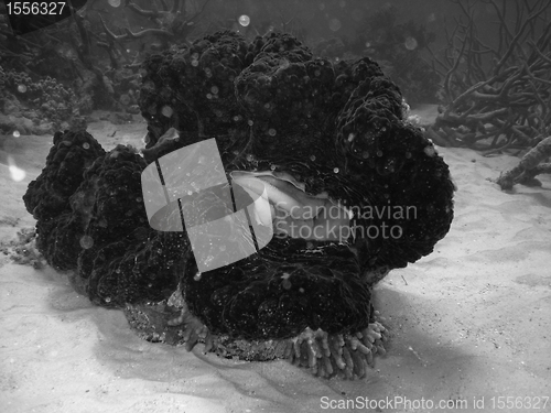 Image of Underwater Scene of Great Barrier Reef