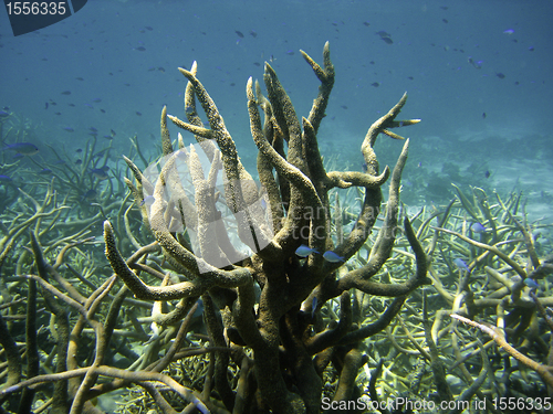 Image of Underwater Scene of Great Barrier Reef