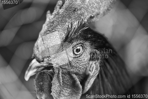 Image of Orange Cock