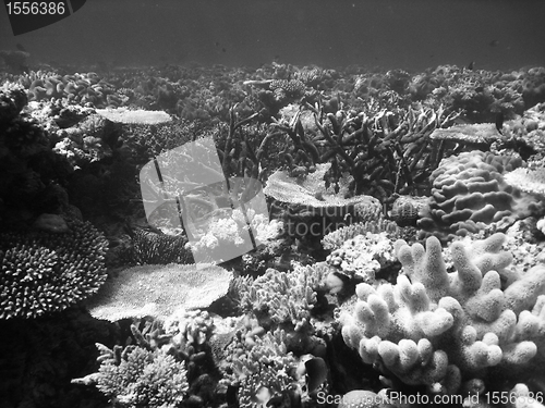 Image of Underwater Scene of Great Barrier Reef