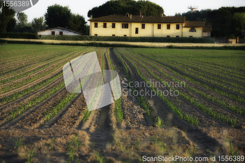 Image of Cornfield in Tuscany Countryside