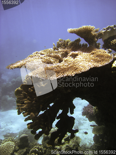 Image of Underwater Scene of Great Barrier Reef