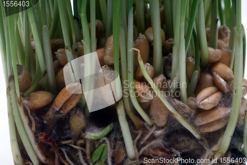 Image of Growth wheat