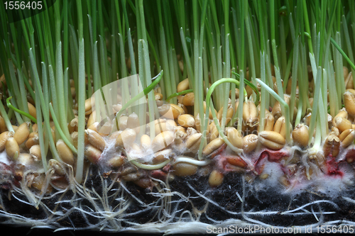 Image of Growth wheat