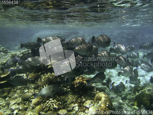 Image of Underwater Scene of Great Barrier Reef