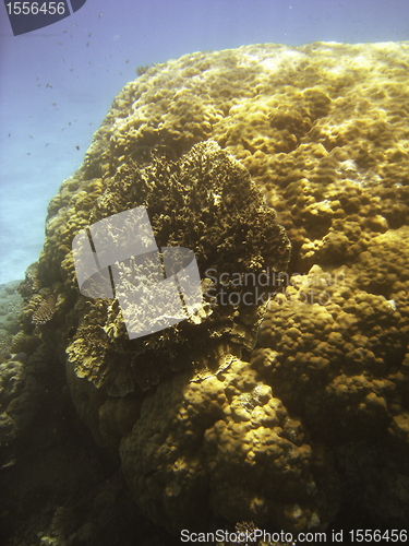 Image of Underwater Scene of Great Barrier Reef