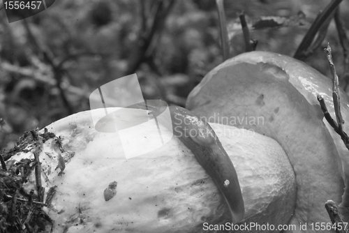 Image of Snail moving on a Boletus Mushroom