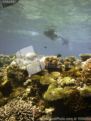 Image of Underwater Scene of Great Barrier Reef