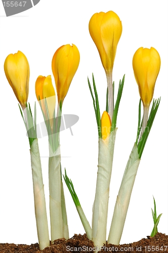 Image of Crocuses