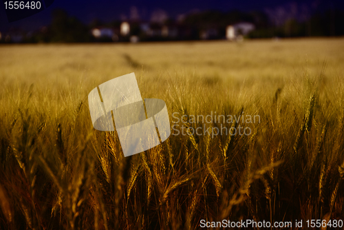 Image of Cornfield in Tuscany Countryside