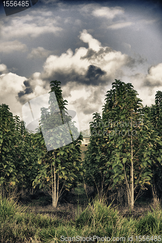 Image of Teak Plantation of Queensland, Australia