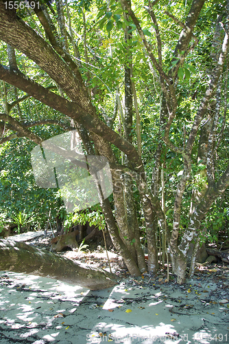 Image of Daintree National Park, Australia