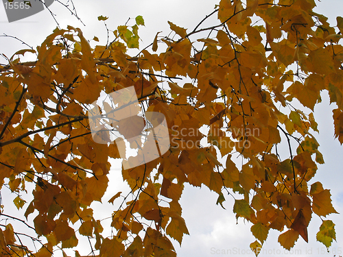 Image of Autumn birch leaves