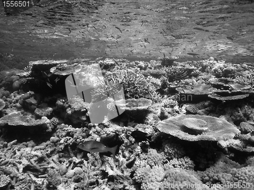 Image of Underwater Scene of Great Barrier Reef