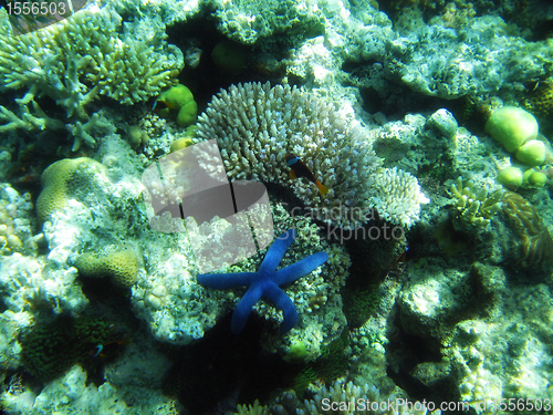 Image of Underwater Life of Great Barrier Reef