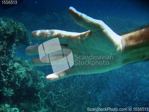 Image of Underwater Life of Great Barrier Reef