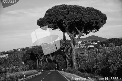 Image of Tuscan Countryside