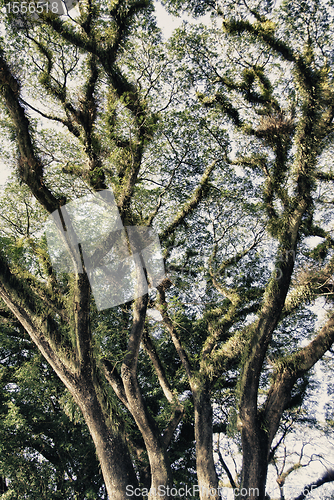 Image of Vegetation and Colors of Cape Tribulation, Queensland