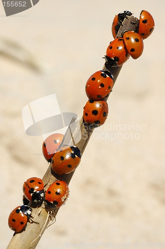 Image of Ladybirds