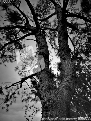 Image of Tree Silhouette in Winter